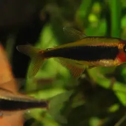 Tetra Toucan, photo 2