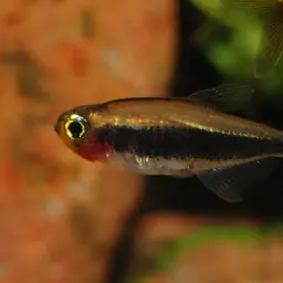 Tetra Toucan, photo 3