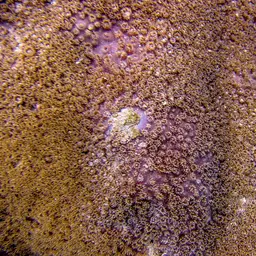 Disc Coral, photo 2