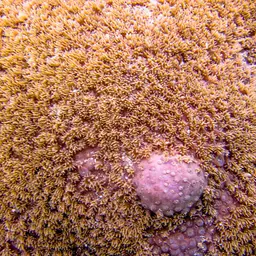 Disc Coral, photo 1