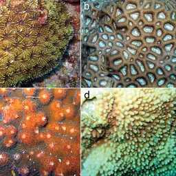 Disc Coral, photo 3