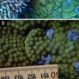 Cup Coral