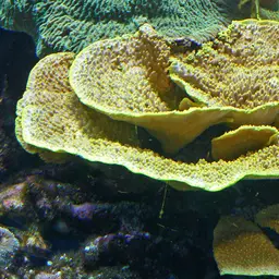 Disc Coral, photo 1