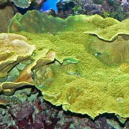 Disc Coral, photo 2
