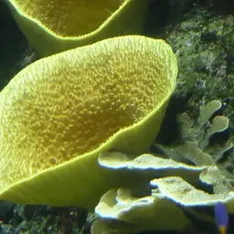 Disc Coral, photo 3