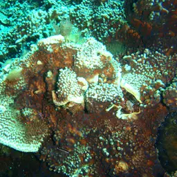 Disc Coral, photo 4