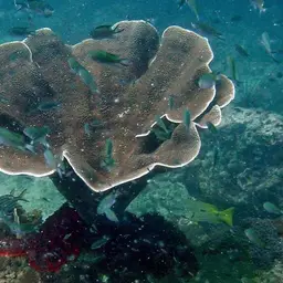 Disc Coral, photo 5