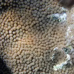 Disc Coral, photo 2