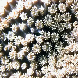 Disc Coral, photo 1