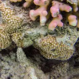 Disc Coral, photo 3