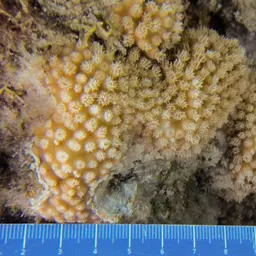 Disc Coral, photo 4