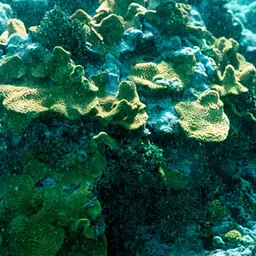 Disc Coral, photo 5