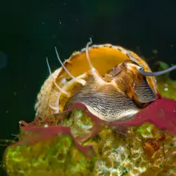 Turbo Snail
