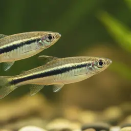 Two-Lined Pencilfish