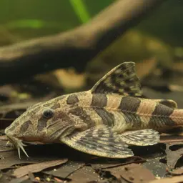 Two Rayed Banjo Catfish
