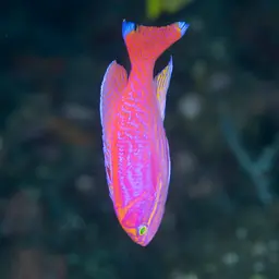 Two-spot basslet, photo 1