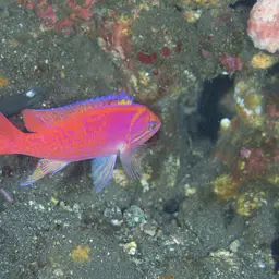 Two-spot basslet, photo 2