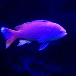 Two-spot basslet, photo 3