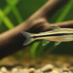 Two-striped Pencilfish
