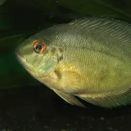 Triangle Cichlid, photo 1