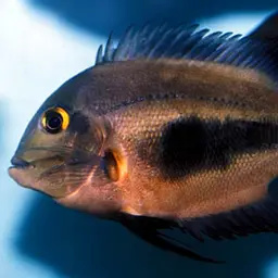 Triangle Cichlid, photo 2