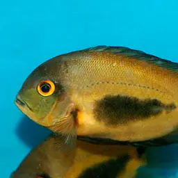 Triangle Cichlid, photo 3
