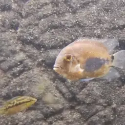 Triangle Cichlid, photo 4