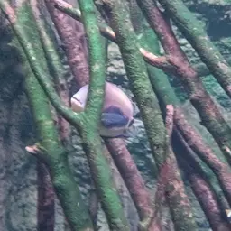 Triangle Cichlid, photo 5
