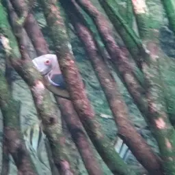 Triangle Cichlid, photo 7