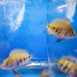 Triangle Cichlid, photo 8
