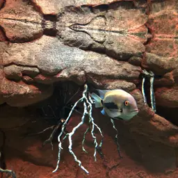 Triangle Cichlid, photo 9