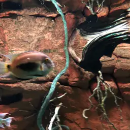 Triangle Cichlid, photo 10