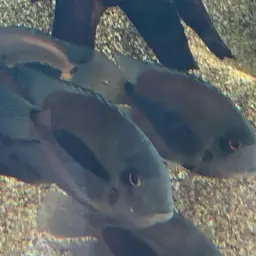 Triangle Cichlid, photo 12