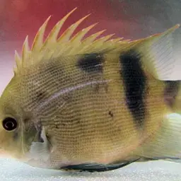 Panda Uaru, photo 1