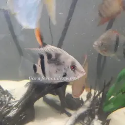 Panda Uaru, photo 2