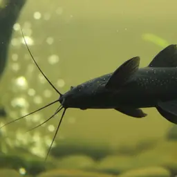 Upside-down Catfish, photo 11
