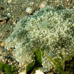 Upside-Down Jellyfish, photo 1