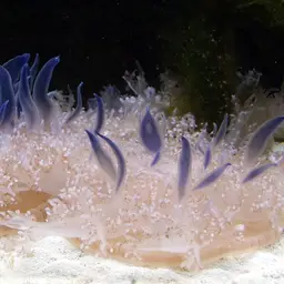 Upside-Down Jellyfish, photo 2