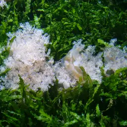 Upside-Down Jellyfish, photo 3