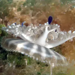 Upside-Down Jellyfish, photo 4