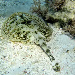 Yellow Stingray, photo 1