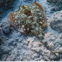 Yellow Stingray, photo 2
