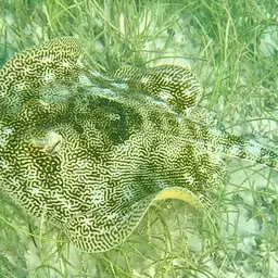 Yellow Stingray, photo 4