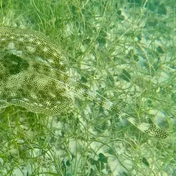 Yellow Stingray, photo 5