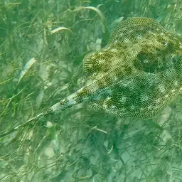 Yellow Stingray, photo 6