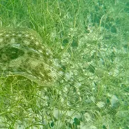 Yellow Stingray, photo 7