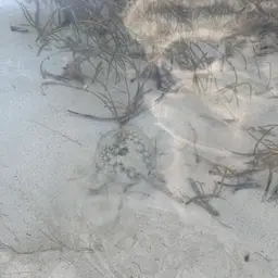 Yellow Stingray, photo 9