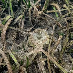 Yellow Stingray, photo 10