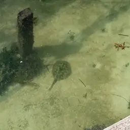 Yellow Stingray, photo 12