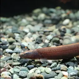 Chocolate Scissor-tailed Loach, photo 1